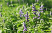 خواص روغن اسطوخودوس برای رشد مو